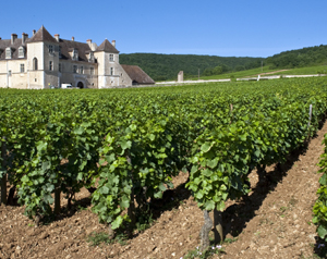 Burgundy vineyard